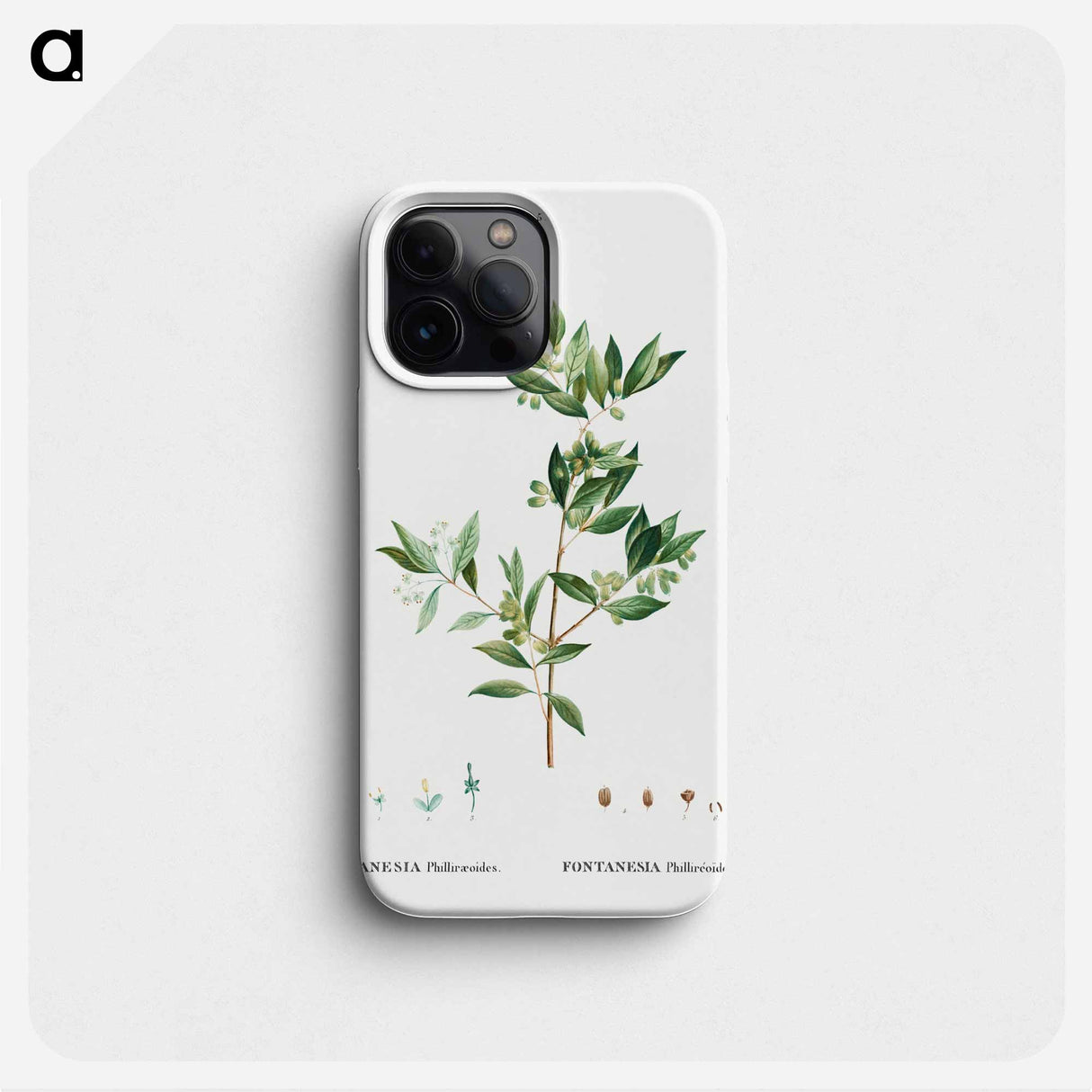 Fontanesia Phillyreoides - ピエール ジョゼフ ルドゥーテ Phone Case.