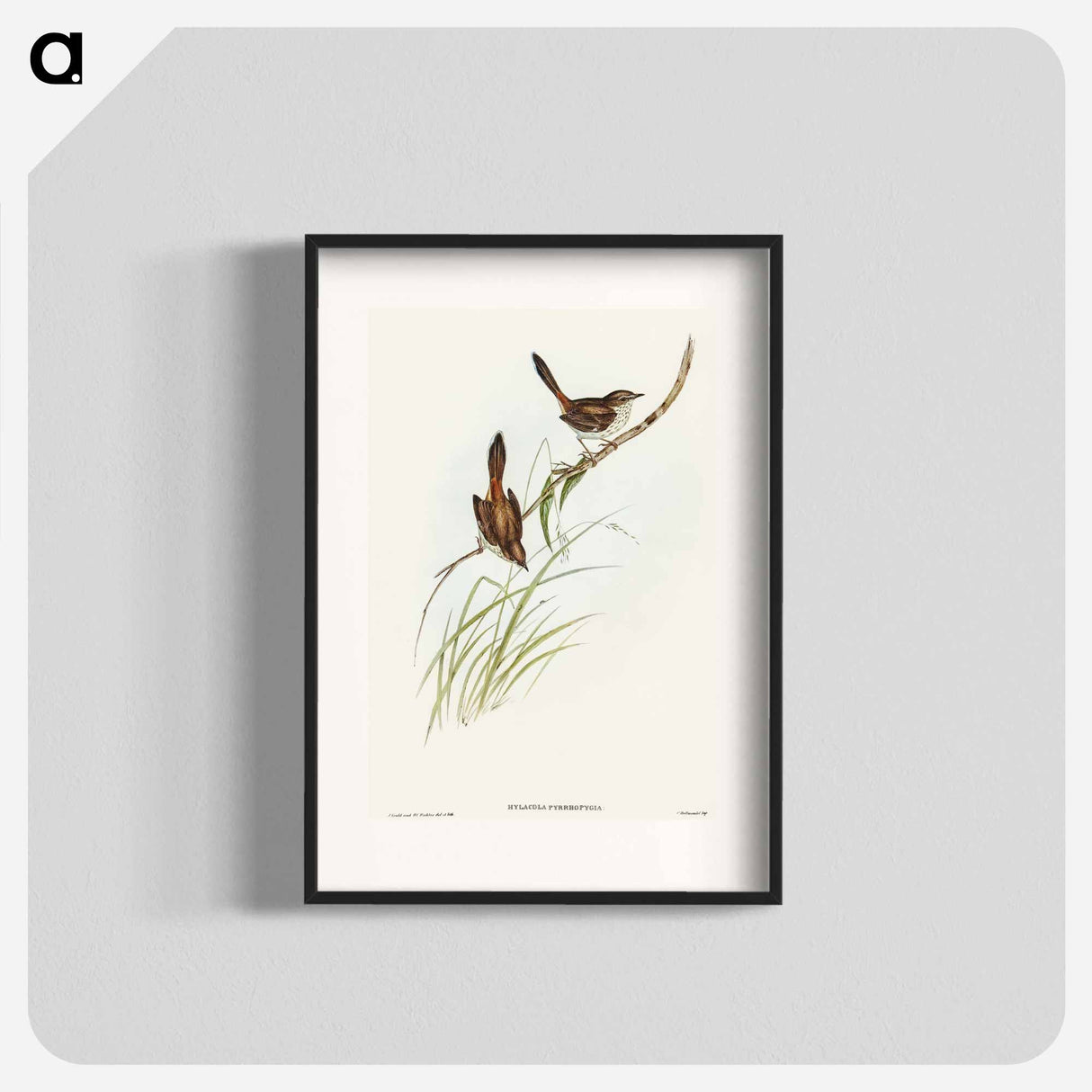 アートポスター-Red-rumped Wren
- オーストラリアの鳥 Poster.