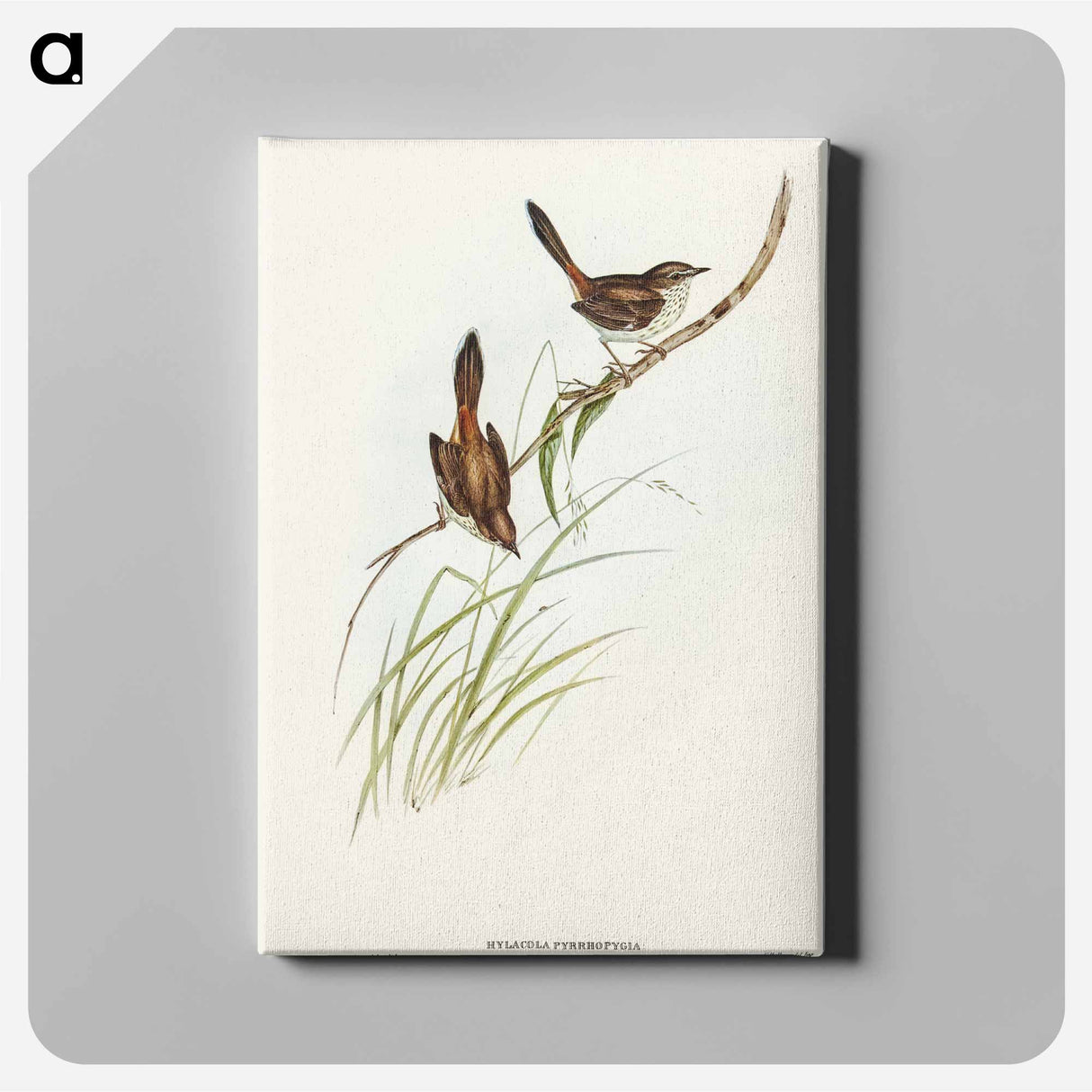 Red-rumped Wren
- オーストラリアの鳥 Canvas.