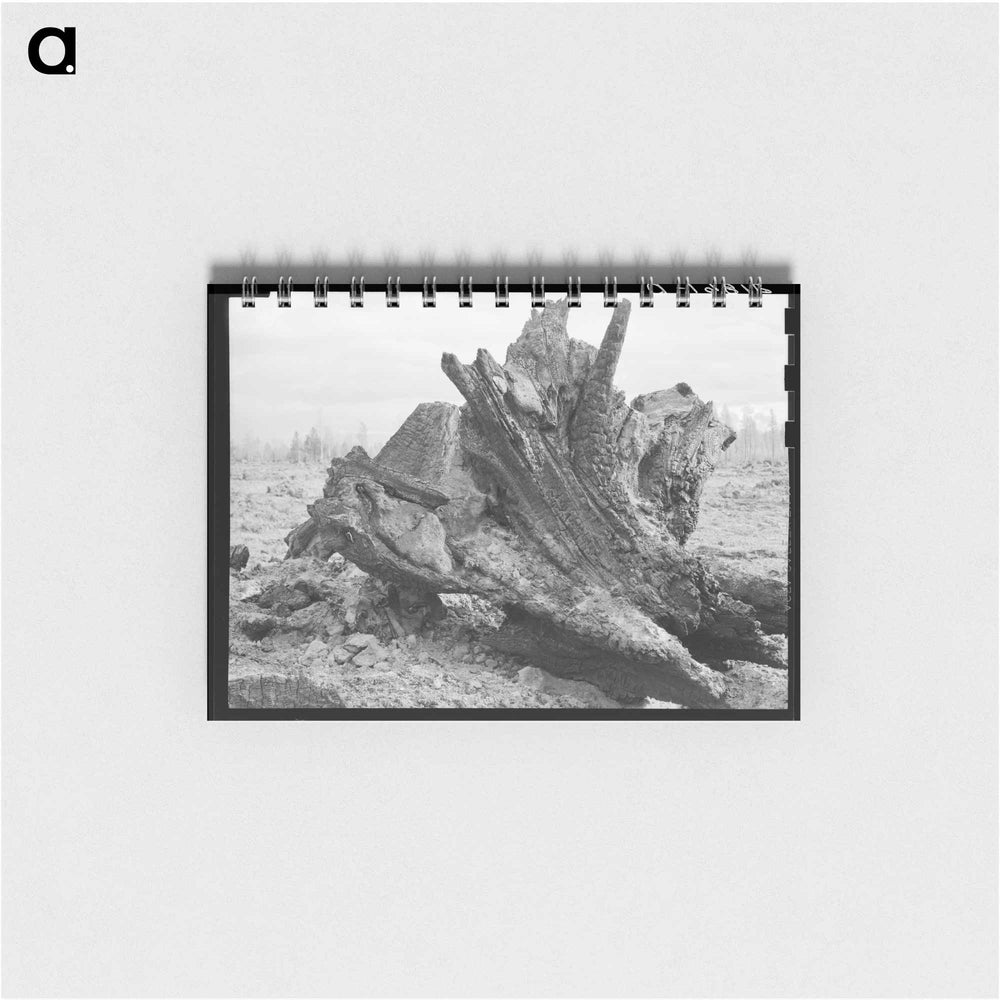 Untitled photo - ドロテア ラング Memo.