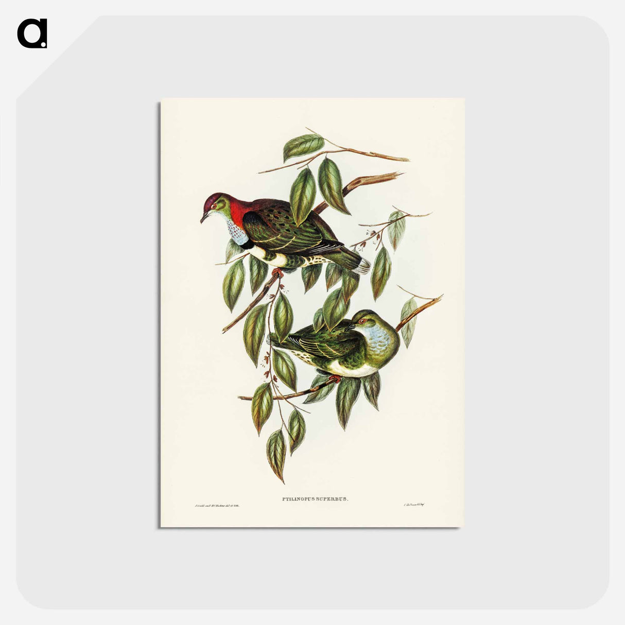 アートポストカード-Superb Fruit Pigeon
- ジョン グールド Postcard.