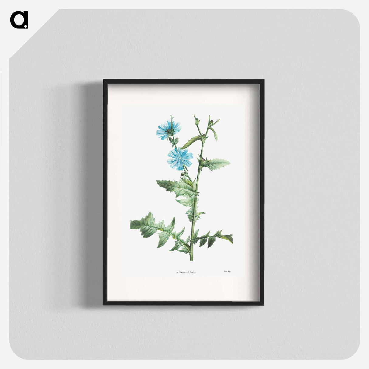 Chicory - ピエール ジョゼフ ルドゥーテ Poster.