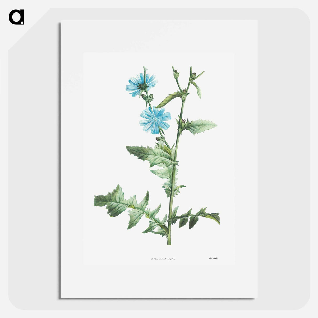 Chicory - ピエール ジョゼフ ルドゥーテ Poster.