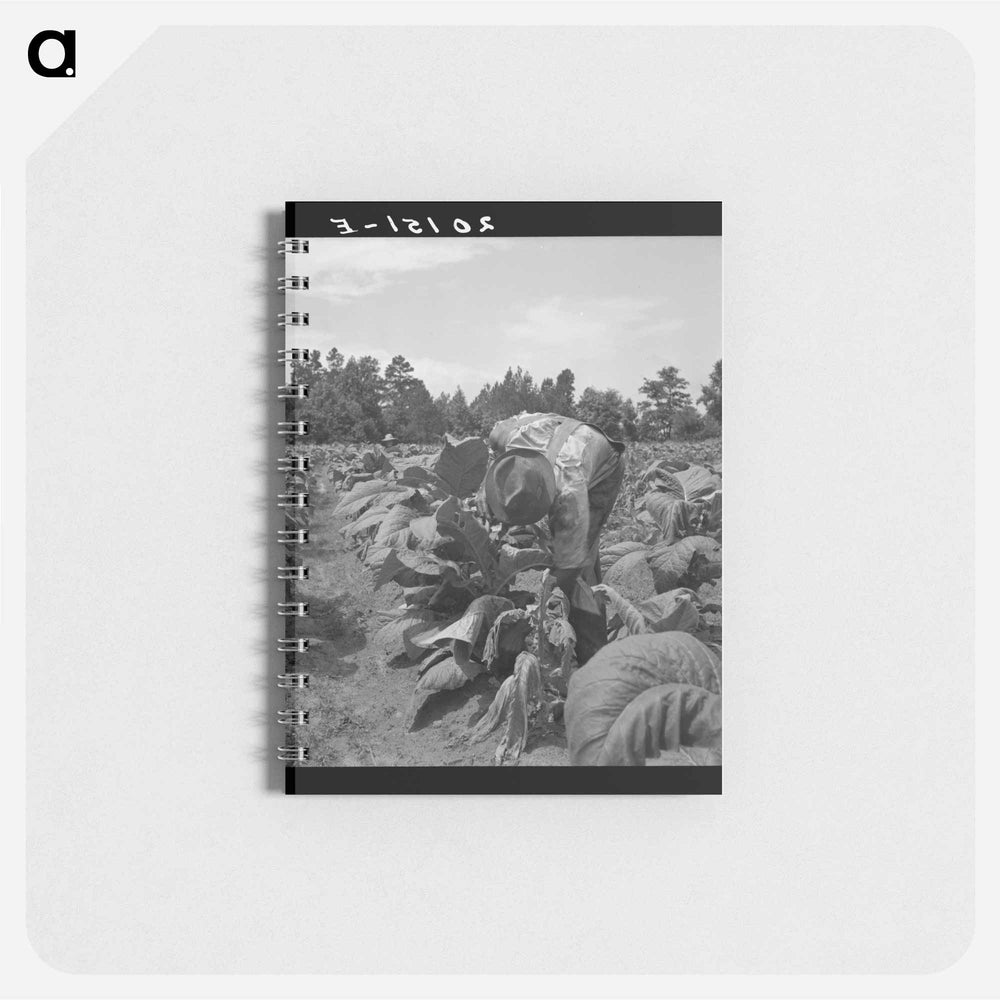 Untitled photo - ドロテア ラング Memo.