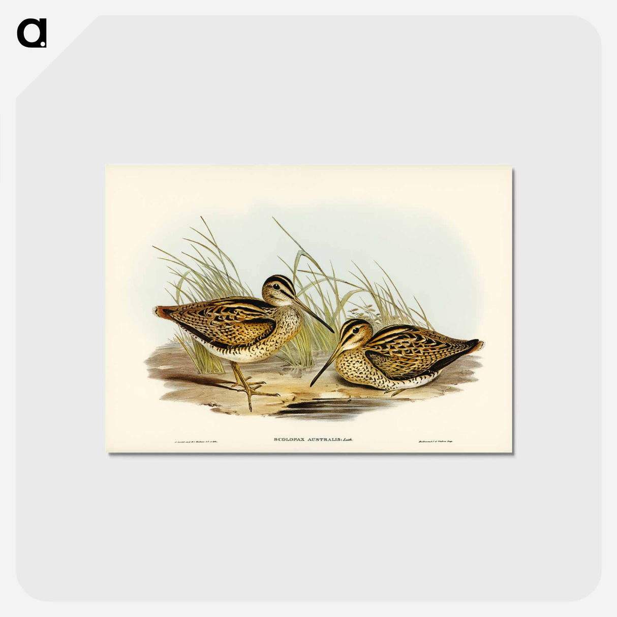 アートポストカード-New Holland Snipe
- ジョン グールド Postcard.