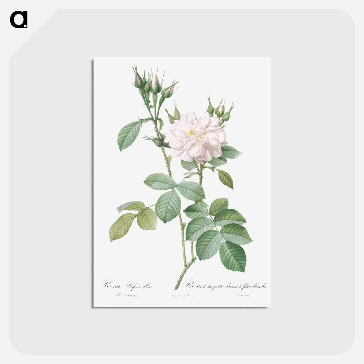 アートポストカード-Autumn Damask Rose - ピエール ジョゼフ ルドゥーテ Postcard.