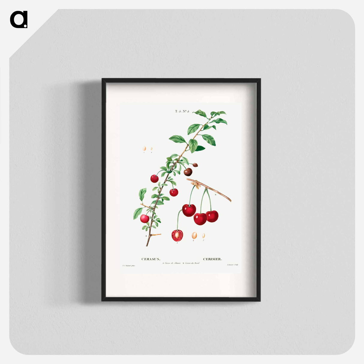 Cherry (Cerasus) - Pierre Joseph Redouté Poster.