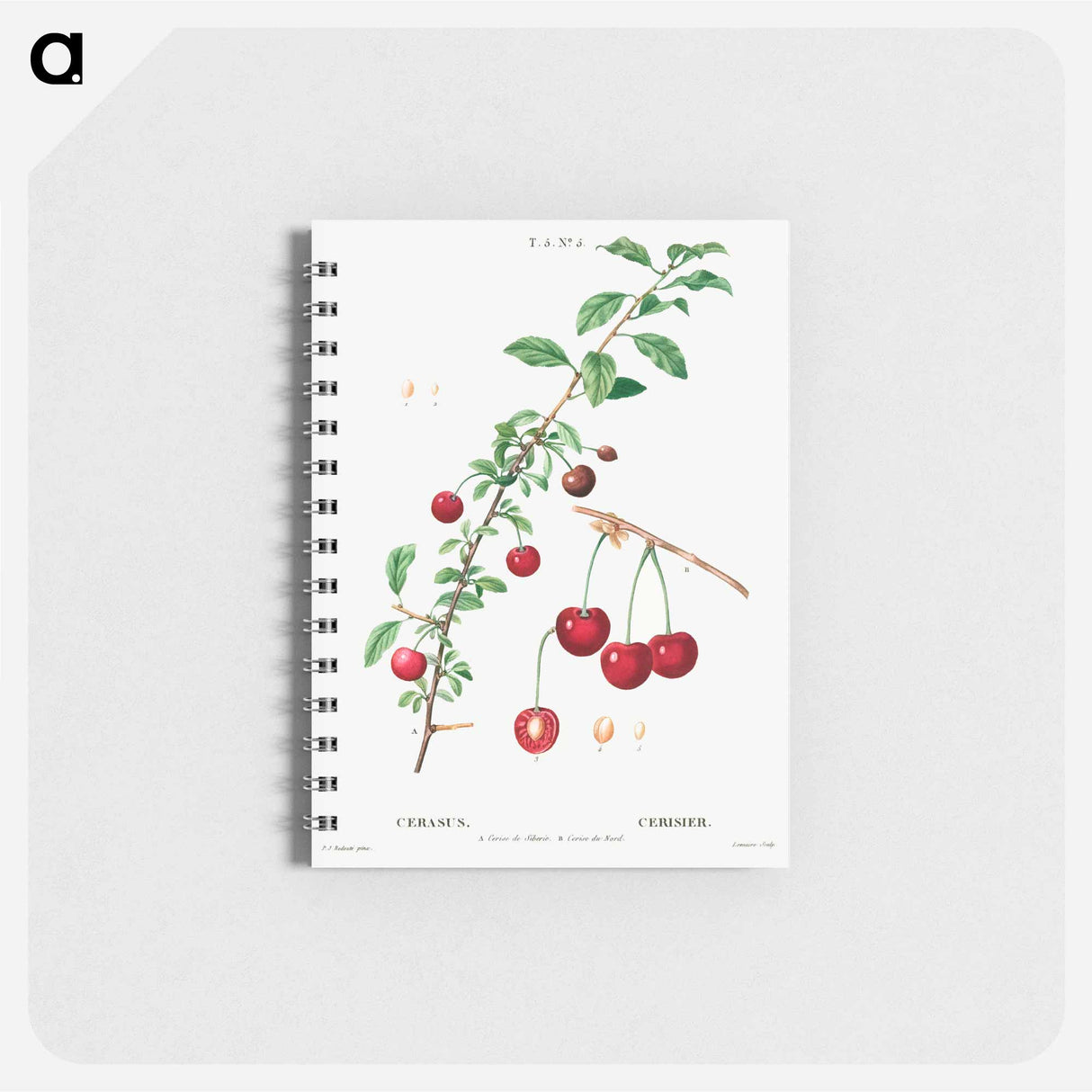 Cherry (Cerasus) - ピエール ジョゼフ ルドゥーテ Memo.