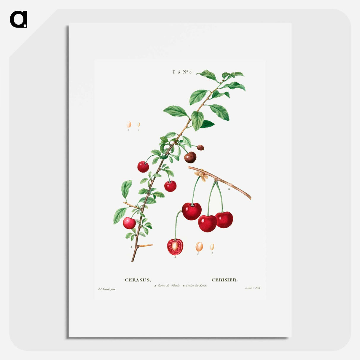Cherry (Cerasus) - Pierre Joseph Redouté Poster.