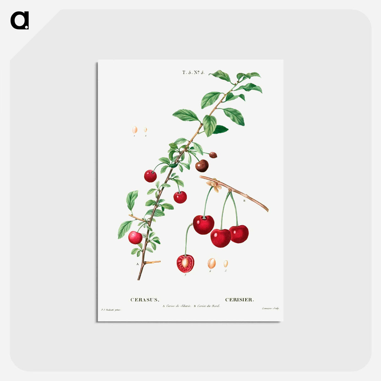 アートポストカード-Cherry (Cerasus) - ピエール ジョゼフ ルドゥーテ Postcard.