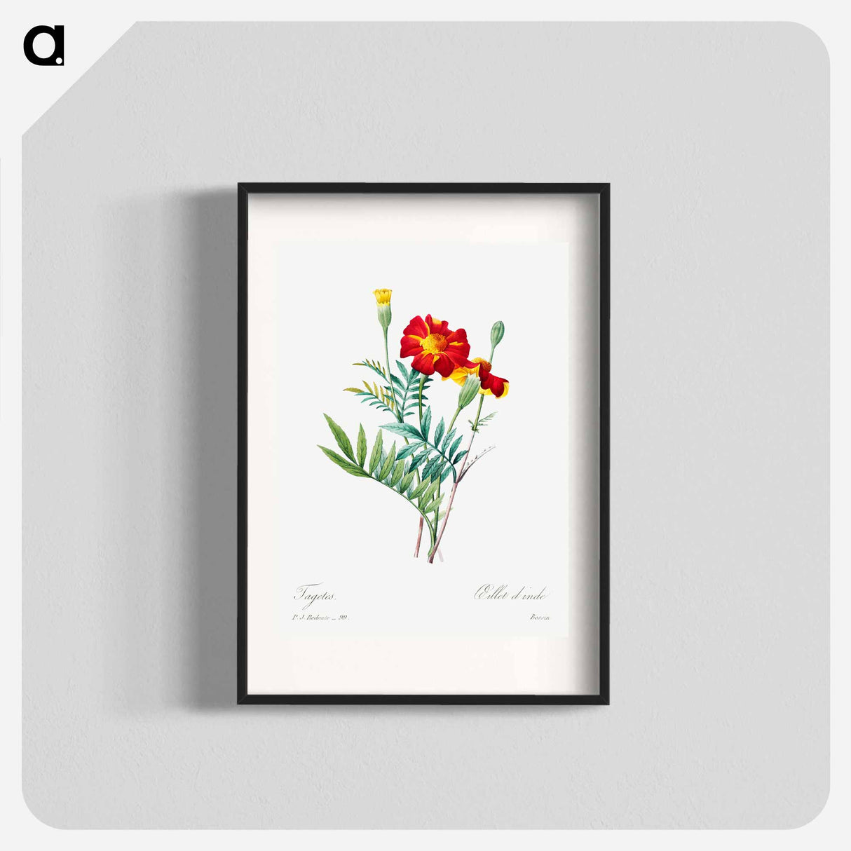 Mexican flower - Pierre Joseph Redouté Poster.