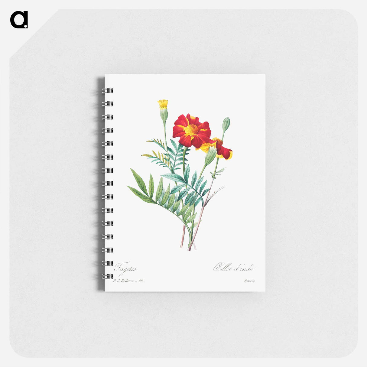 Mexican flower - ピエール ジョゼフ ルドゥーテ Memo.