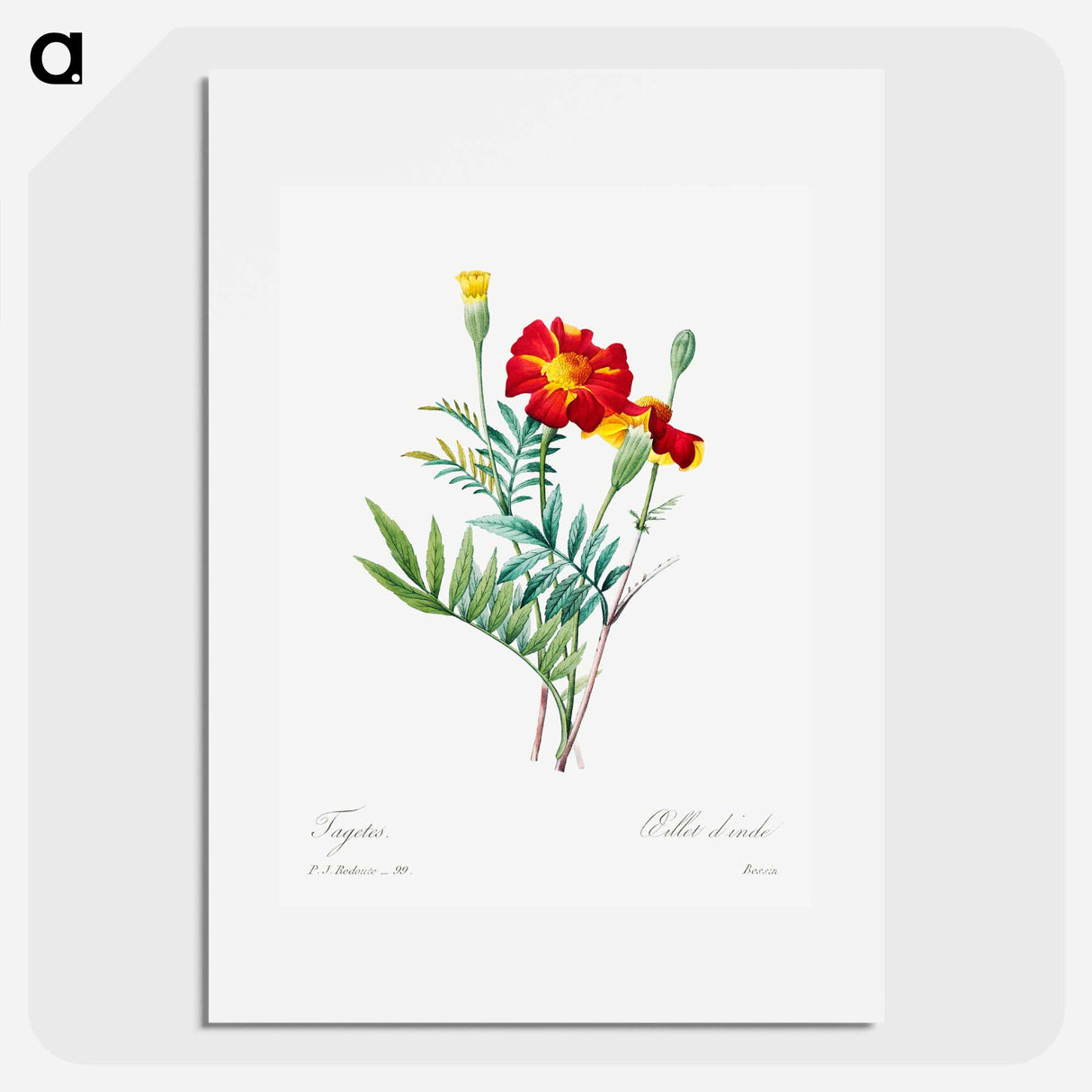 Mexican flower - Pierre Joseph Redouté Poster.