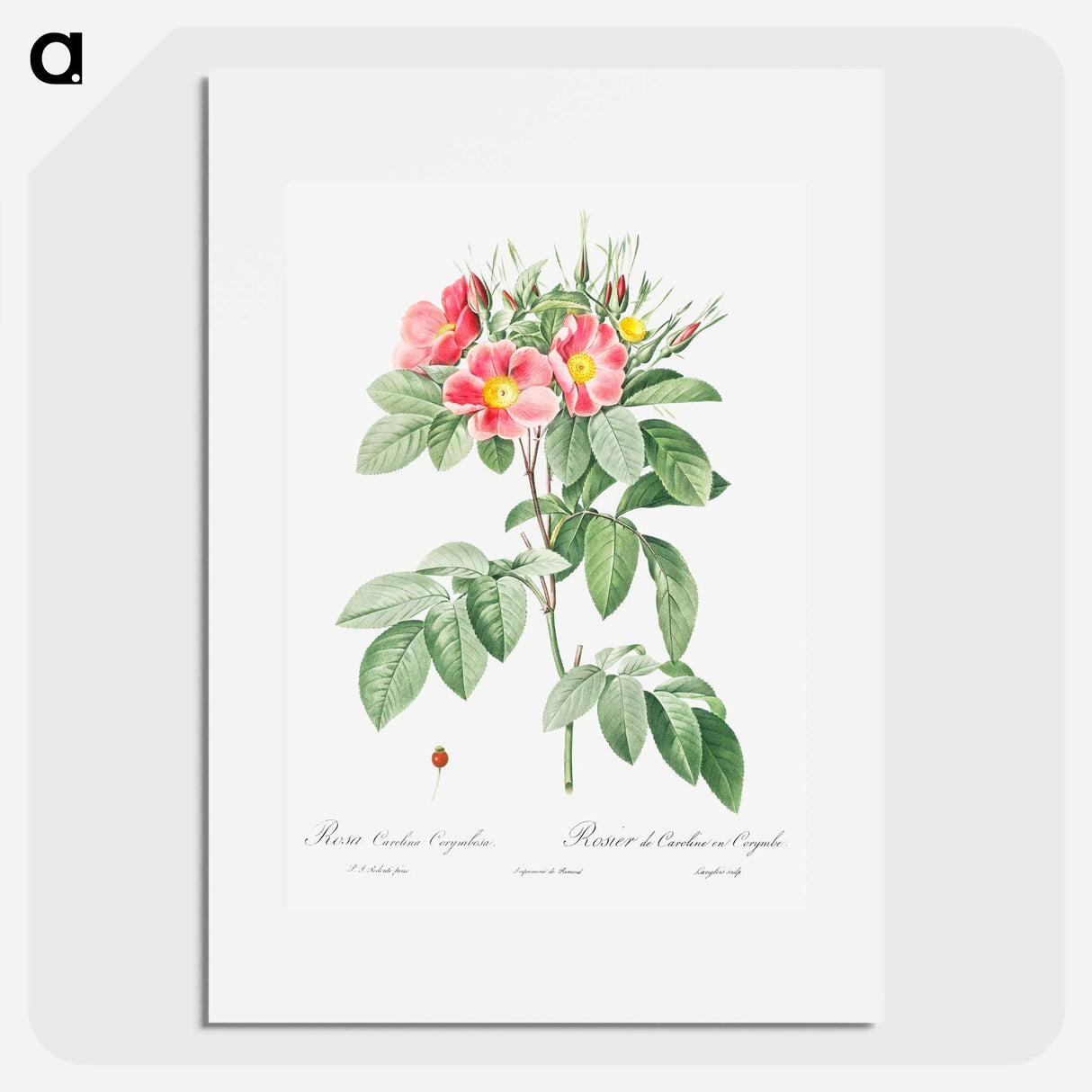 Pasture Rose - Pierre Joseph Redouté Poster.