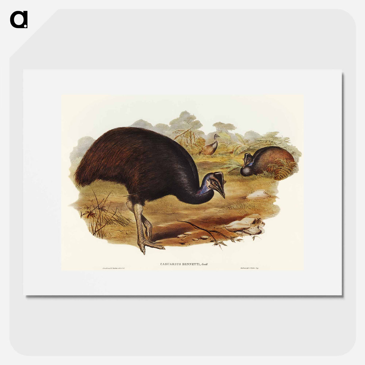 アートポスター-Bennett's Cassowary
- オーストラリアの鳥 Poster.