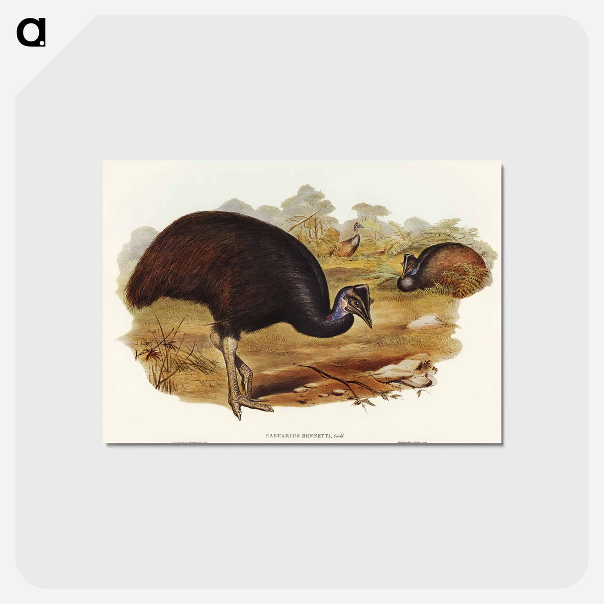 アートポストカード-Bennett's Cassowary
- オーストラリアの鳥 Postcard.