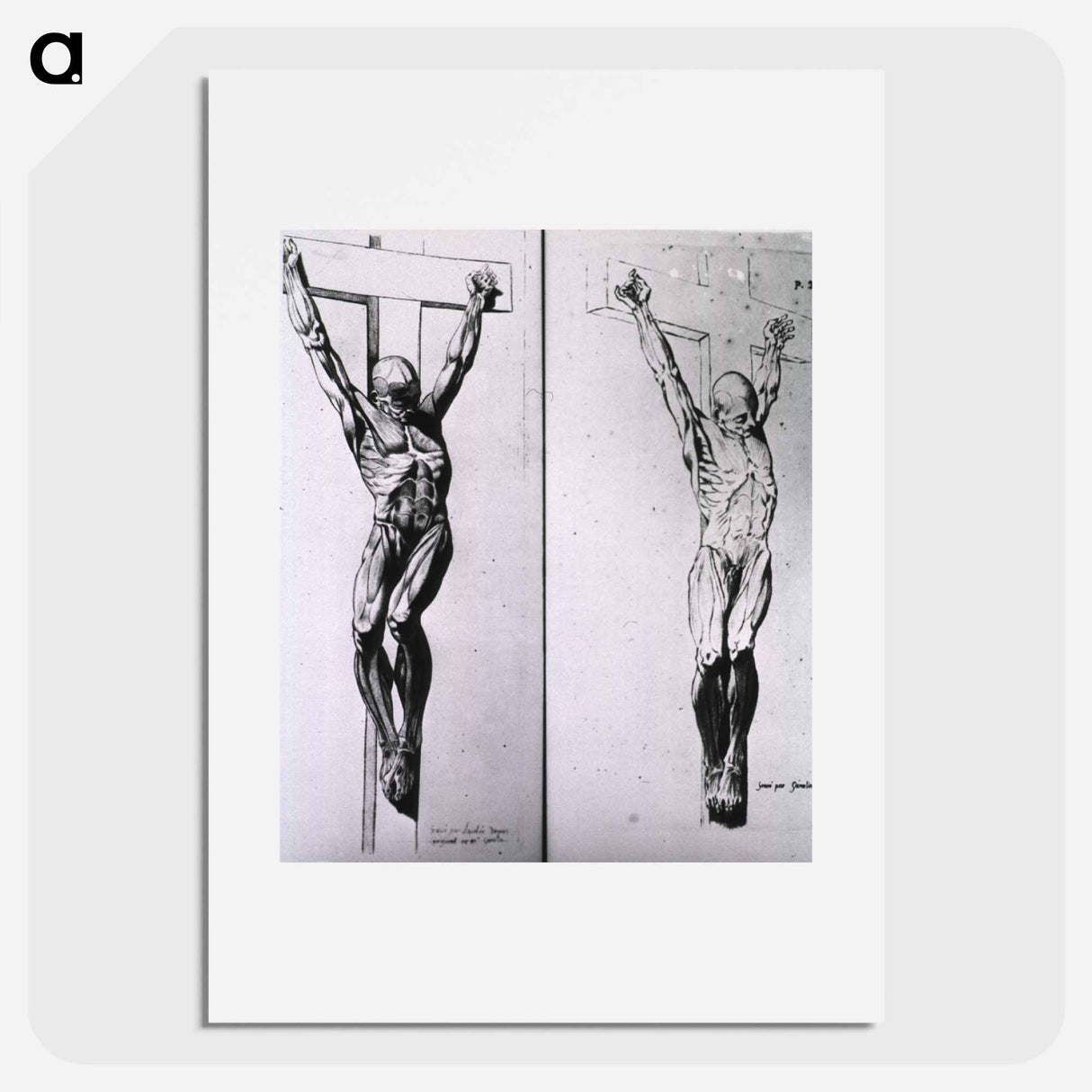 アートポスター-Musculature of the Human Body
- 国立医学図書館 Poster.