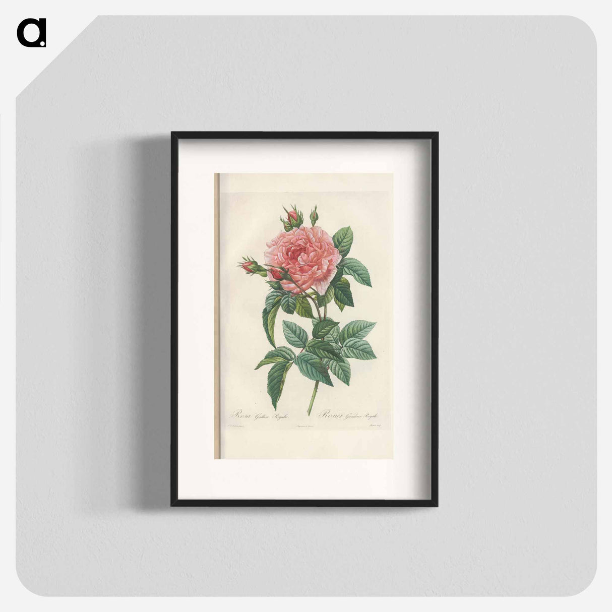 Rose illustration - Pierre Joseph Redouté Poster.