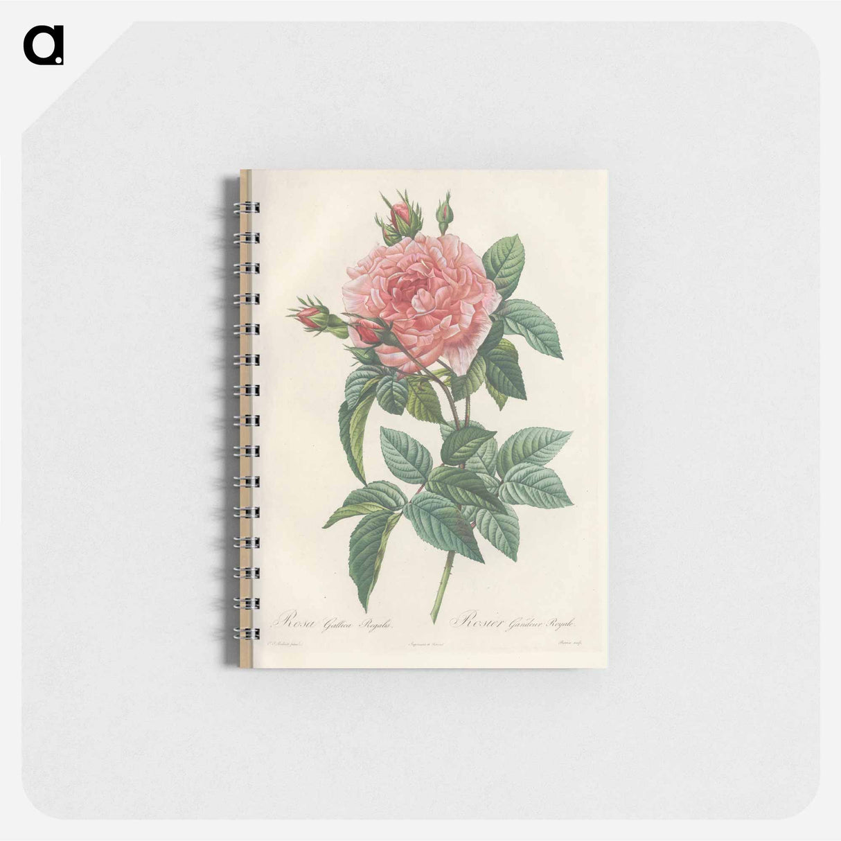 Rose illustration - ピエール ジョゼフ ルドゥーテ Memo.