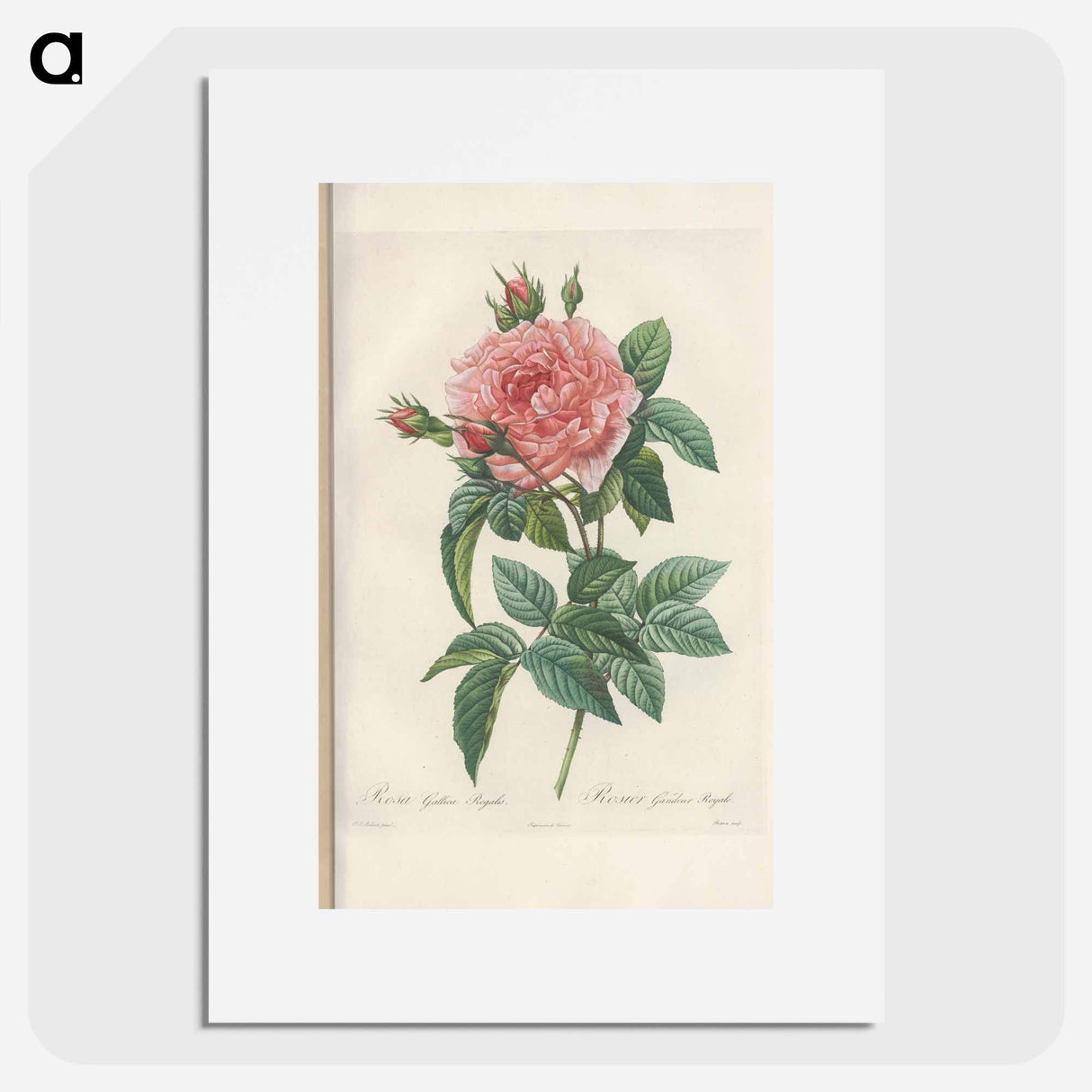Rose illustration - Pierre Joseph Redouté Poster.