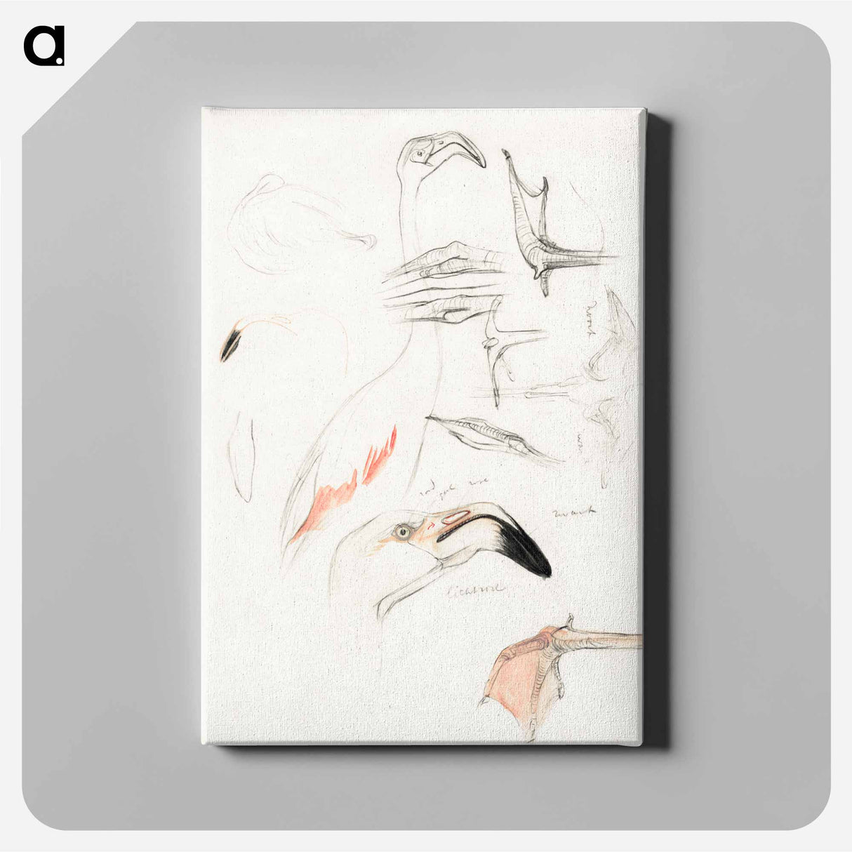 Studies van een flamingo - Theo van Hoytema Canvas.