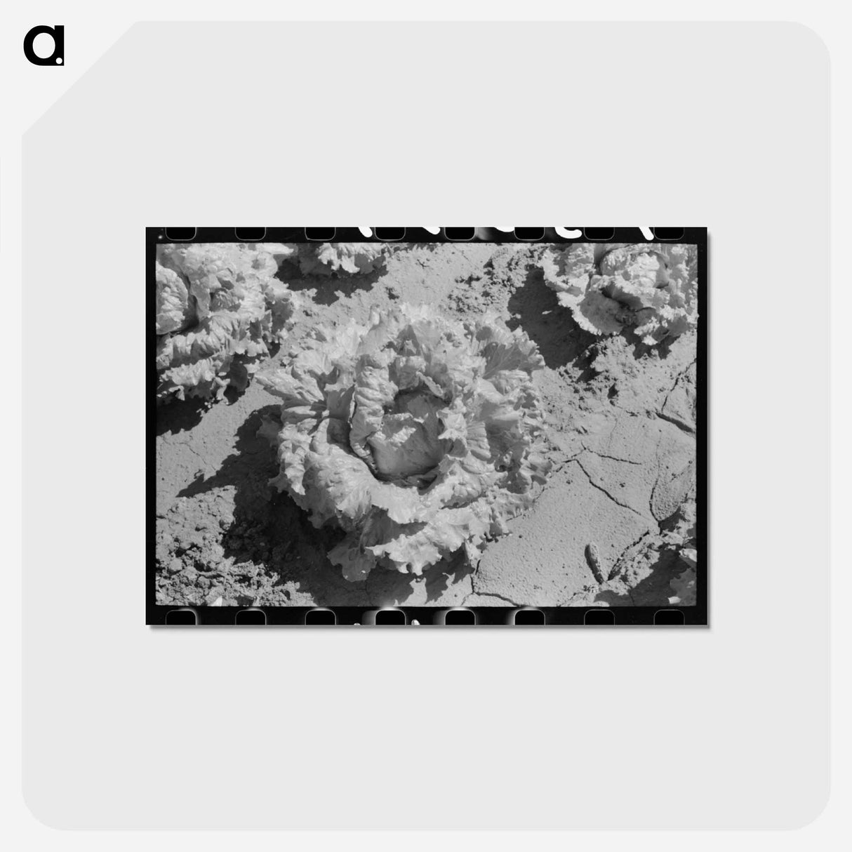 アートポストカード-Lettuce Field, Canyon County
- ラッセル リー Postcard.