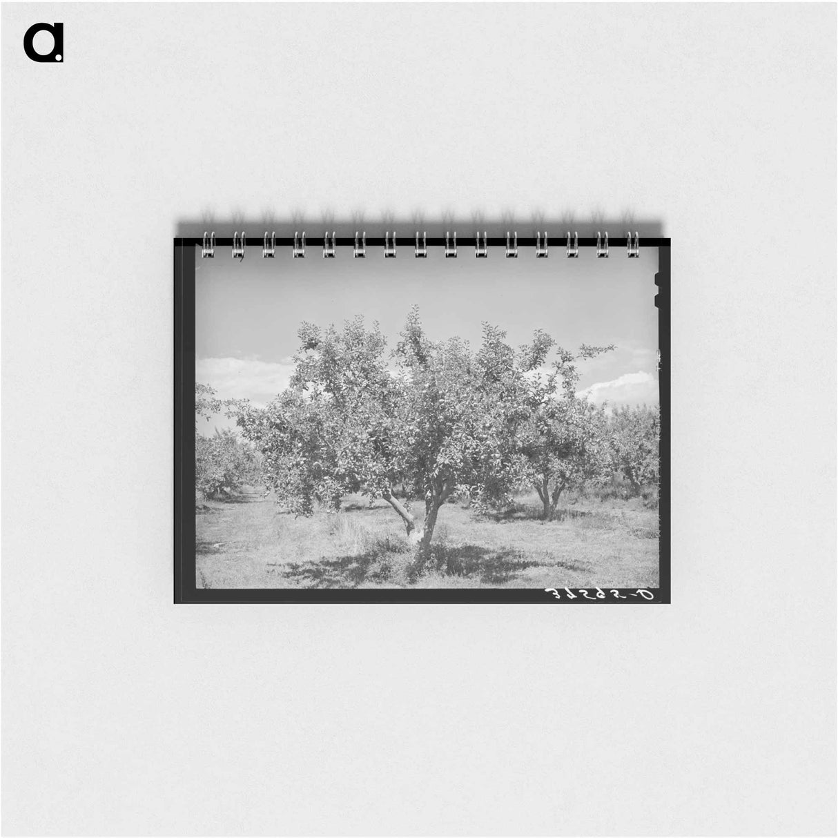 アートメモ帳-Delta County Apples
- ラッセル リー Memo.