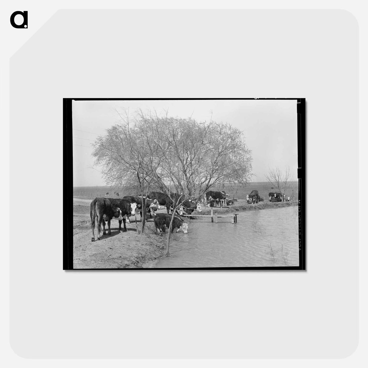 アートポストカード-Cattle at Water Hole
- ラッセル リー Postcard.
