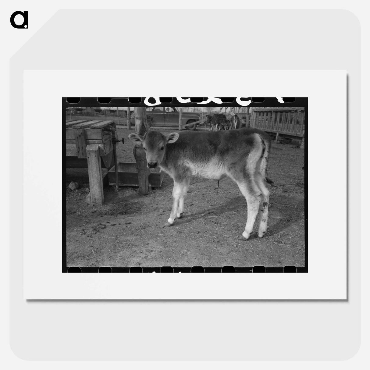 アートポスター-Calf at Casa Grande Farms
- ラッセル リー Poster.