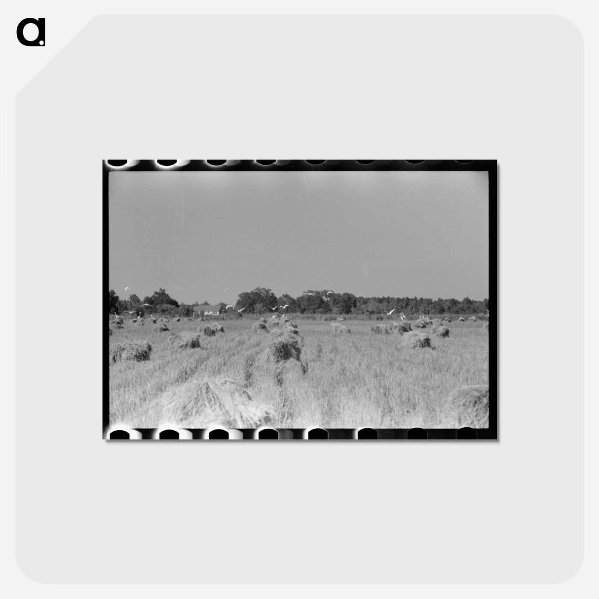 アートポストカード-Cranes in Rice Field
- ラッセル リー Postcard.