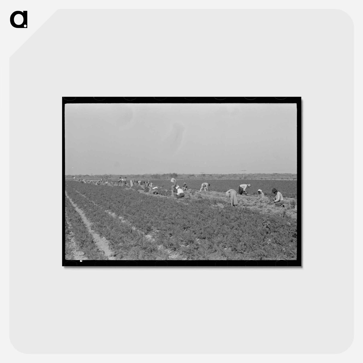 アートポストカード-Mexican Carrot Workers in Field
- ラッセル リー Postcard.