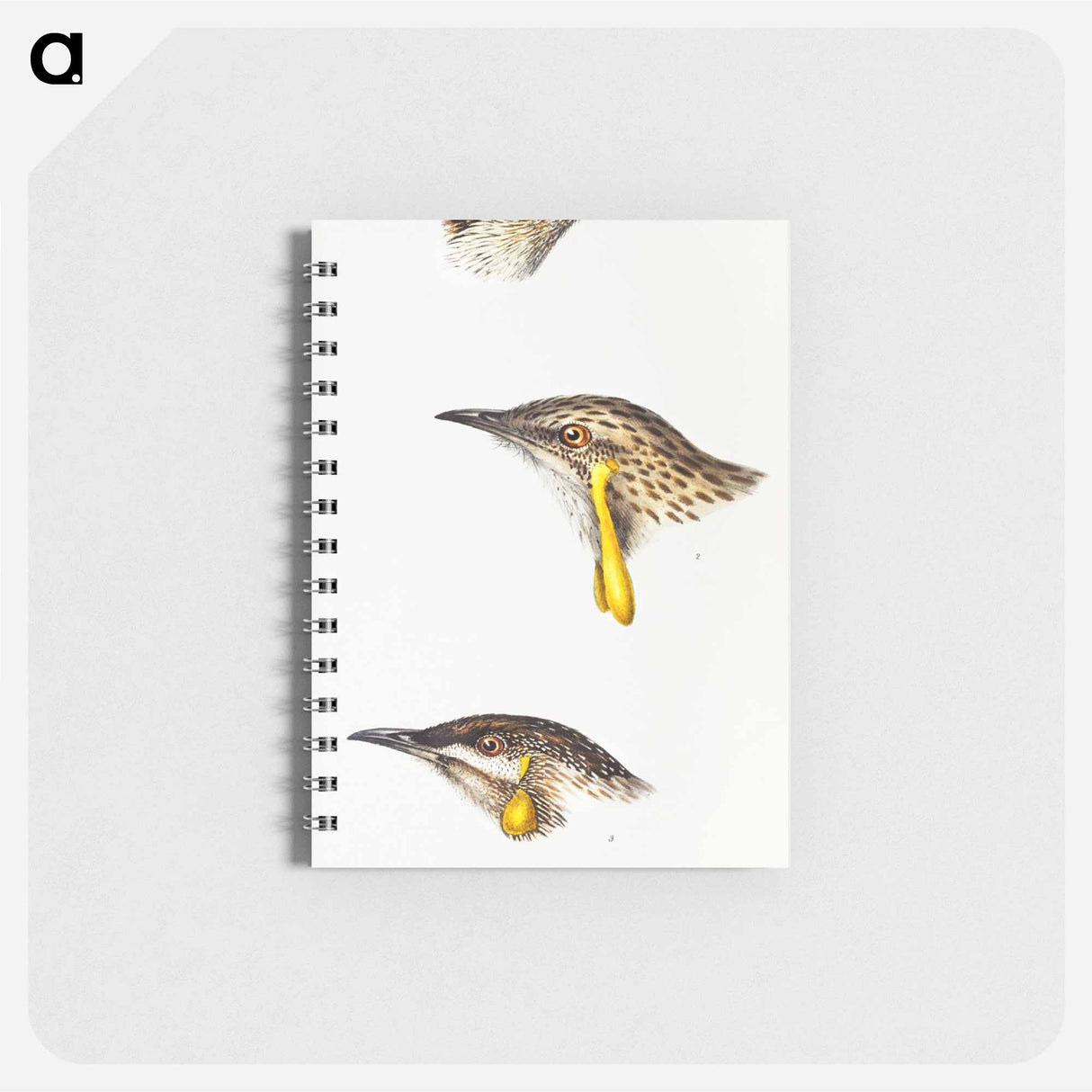 アートメモ帳-Australian Wattlebirds
- ジョン グールド Memo.