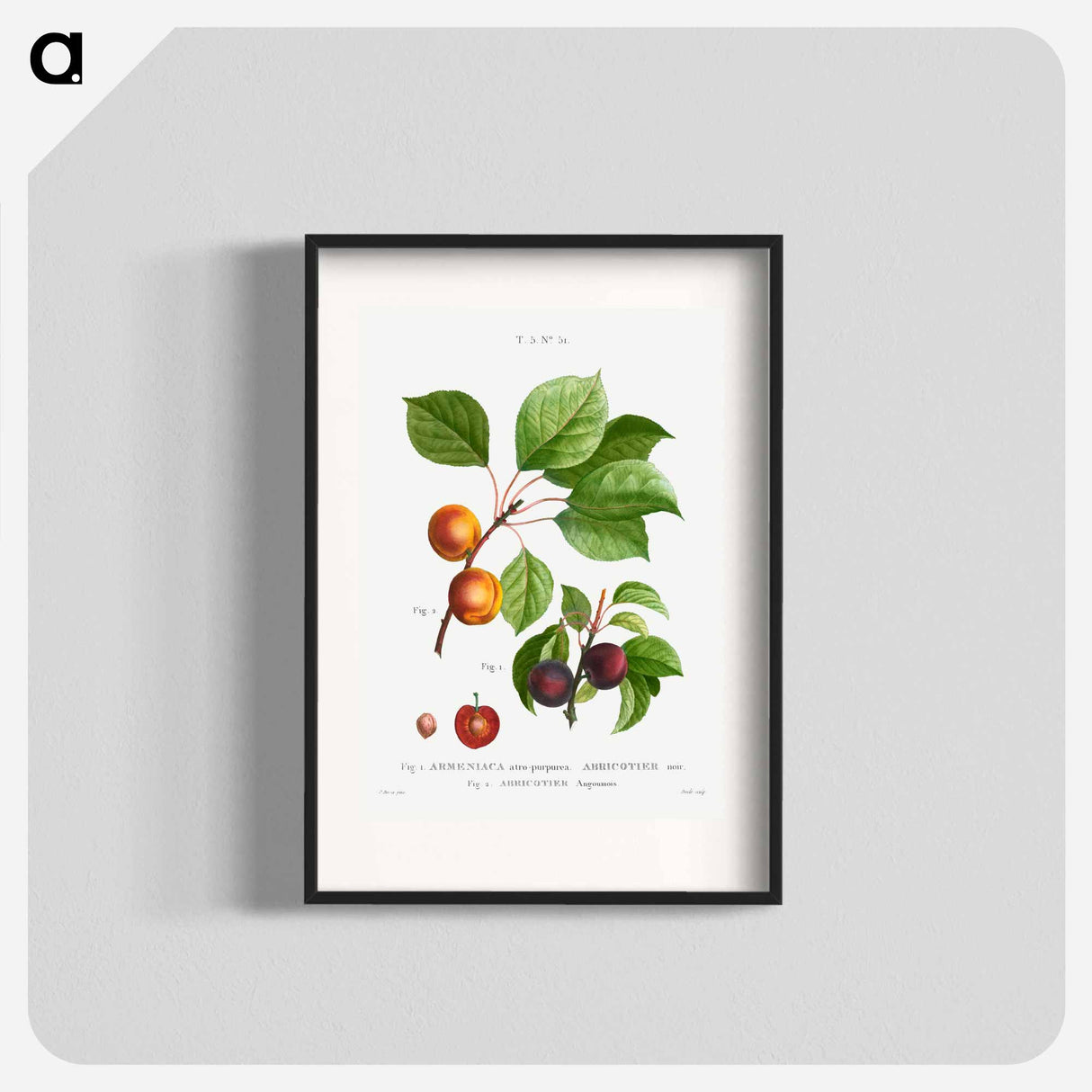 Apricot, Abricotier angoumois - Pierre Joseph Redouté Poster.