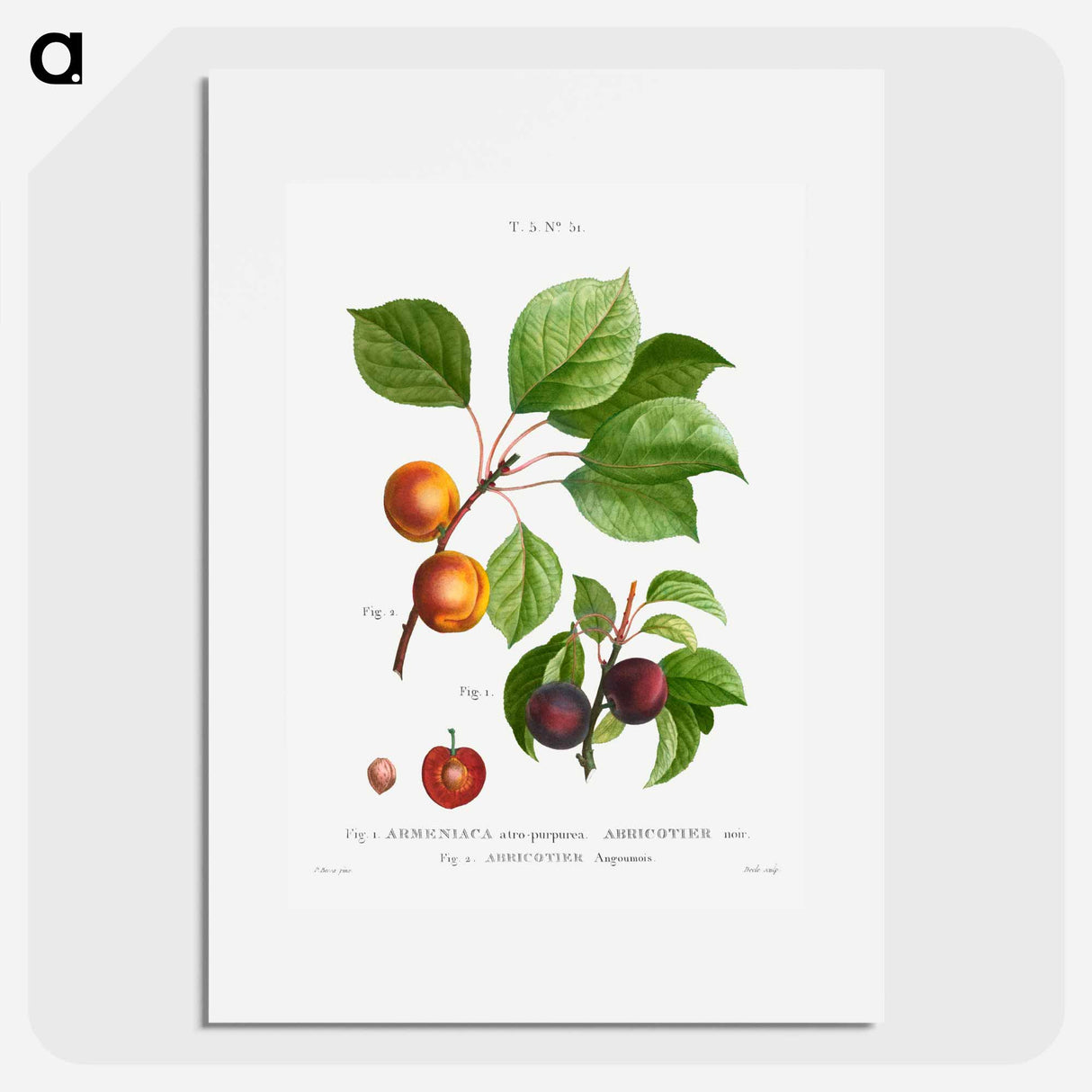Apricot, Abricotier angoumois - Pierre Joseph Redouté Poster.