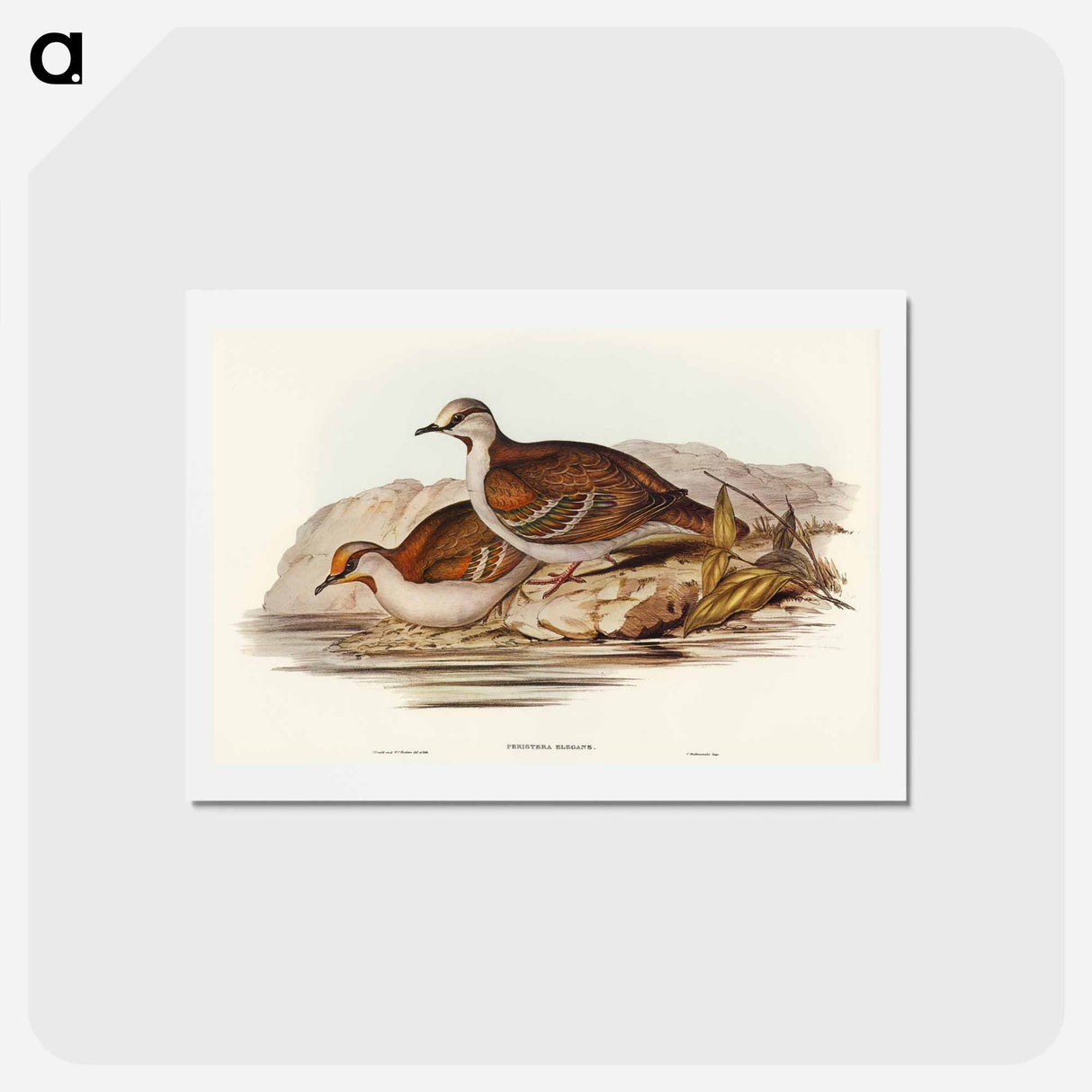 アートポストカード-Brush Bronze-winged Pigeon
- オーストラリアの鳥 Postcard.