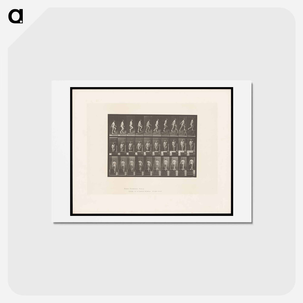 アートポストカード-Naked Man Ascending
- エドワード マイブリッジ Postcard.