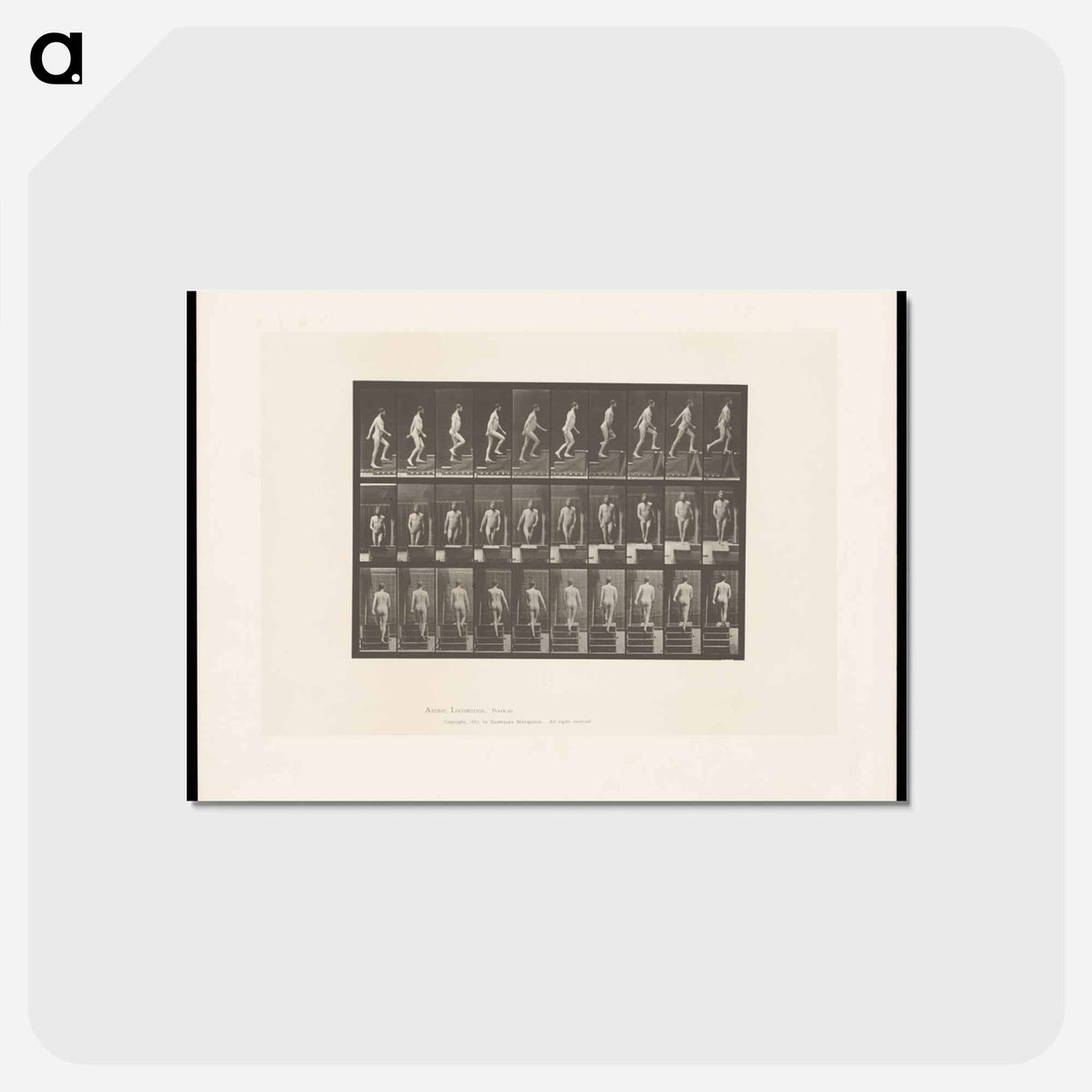 アートポストカード-Naked Man Ascending
- エドワード マイブリッジ Postcard.