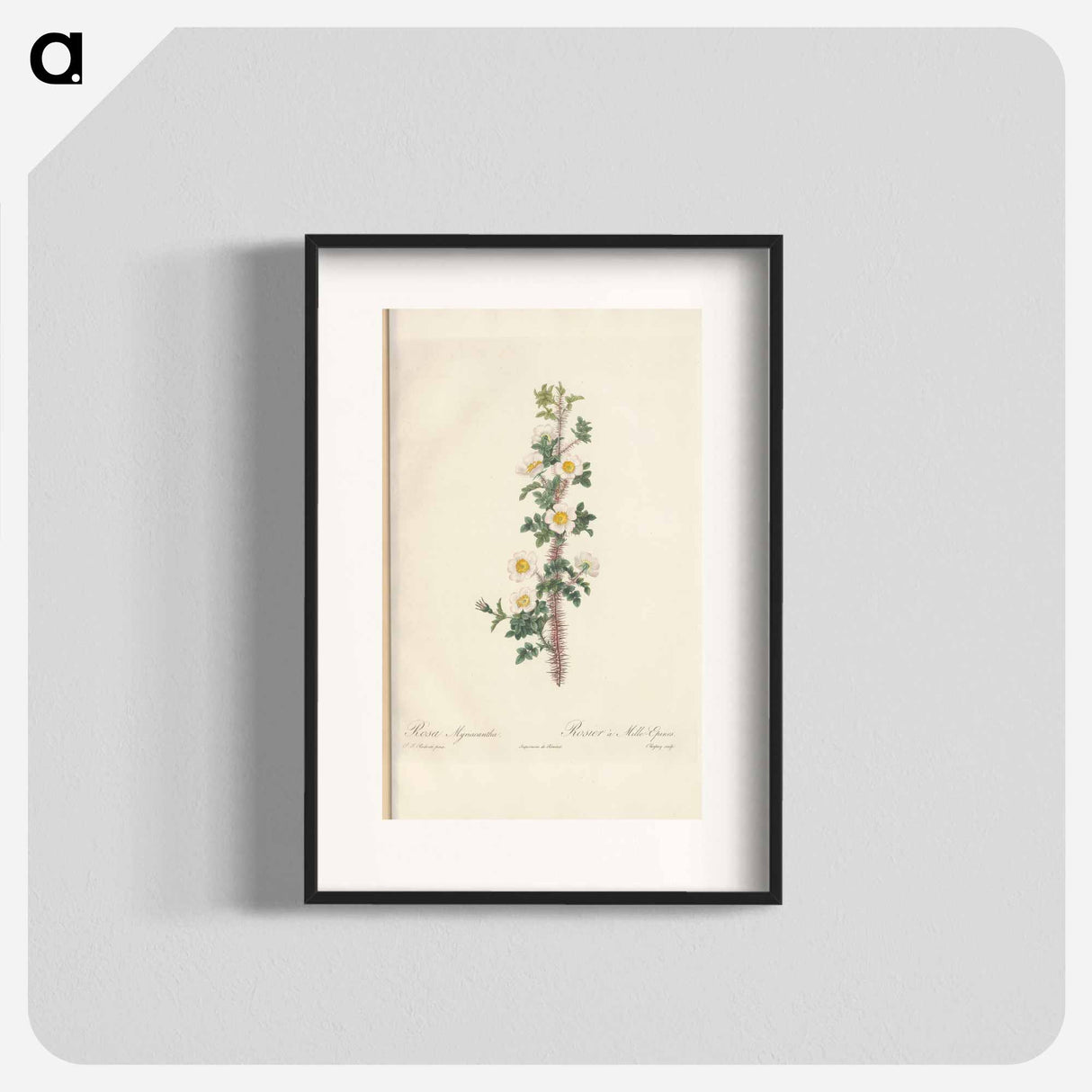 Rose illustration - Pierre Joseph Redouté Poster.