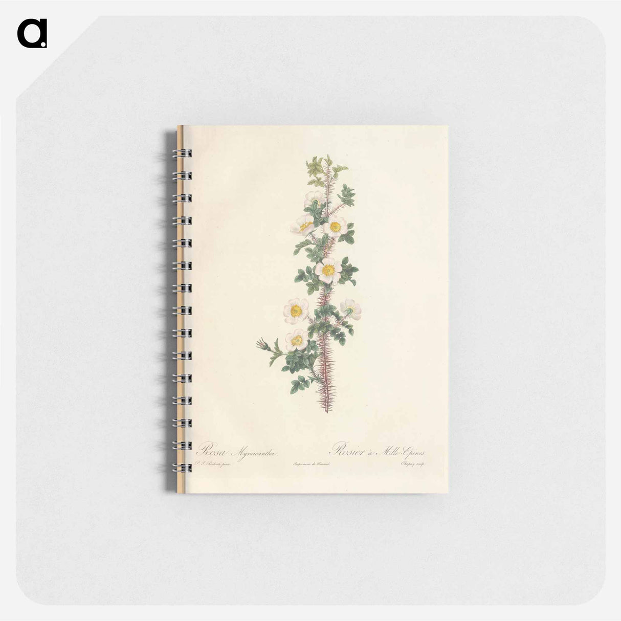 Rose illustration - ピエール ジョゼフ ルドゥーテ Memo.