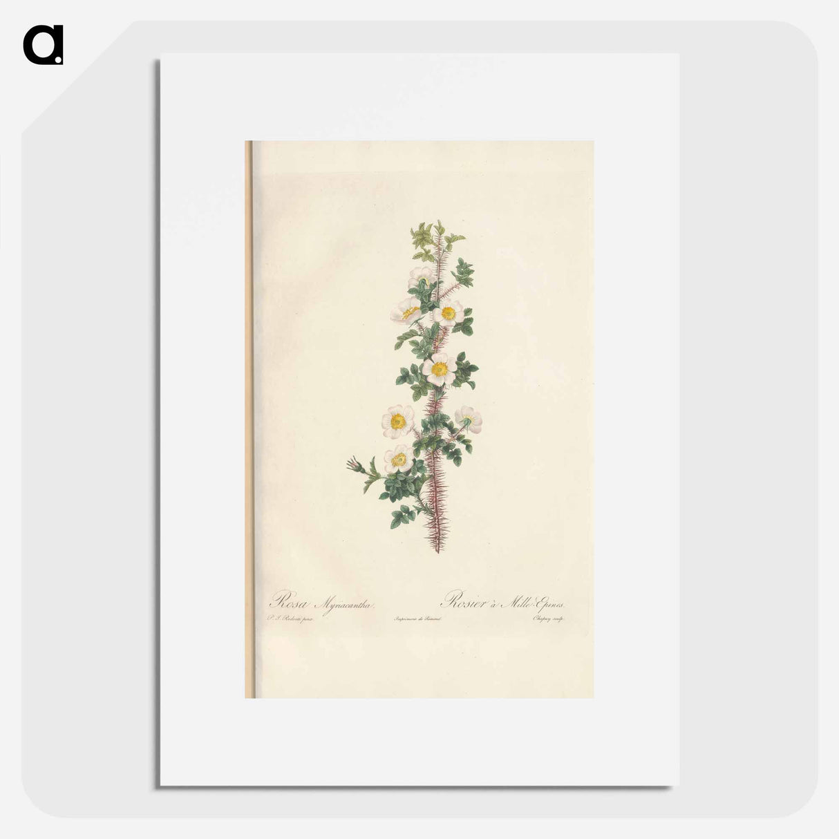 Rose illustration - Pierre Joseph Redouté Poster.