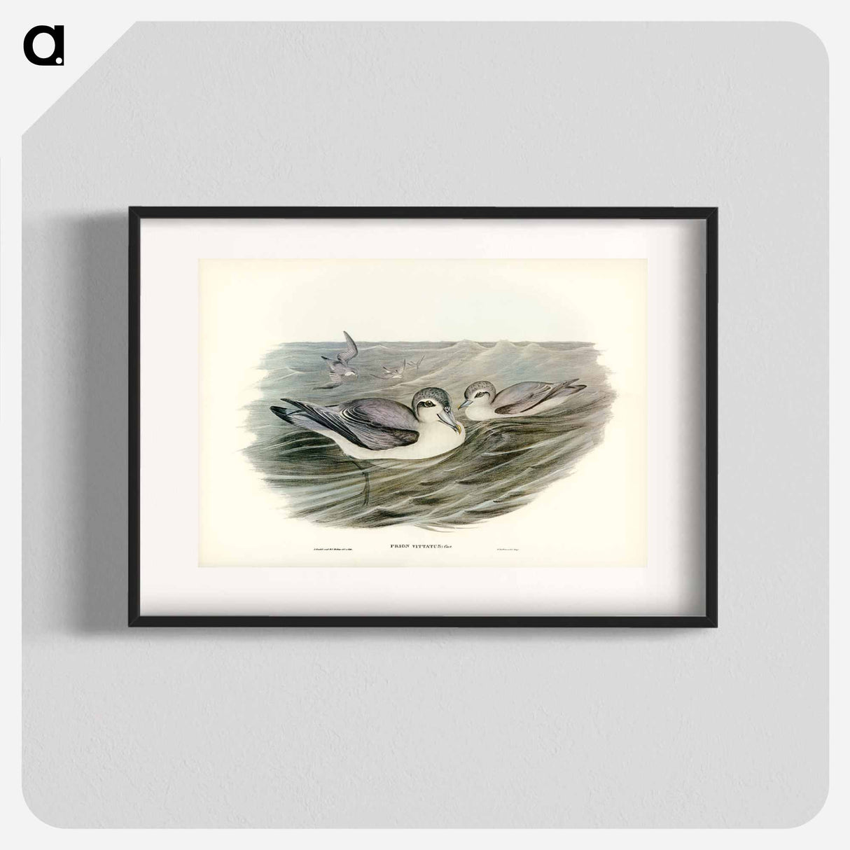 アートポスター-Broad-billed Prion
- ジョン グールド Poster.
