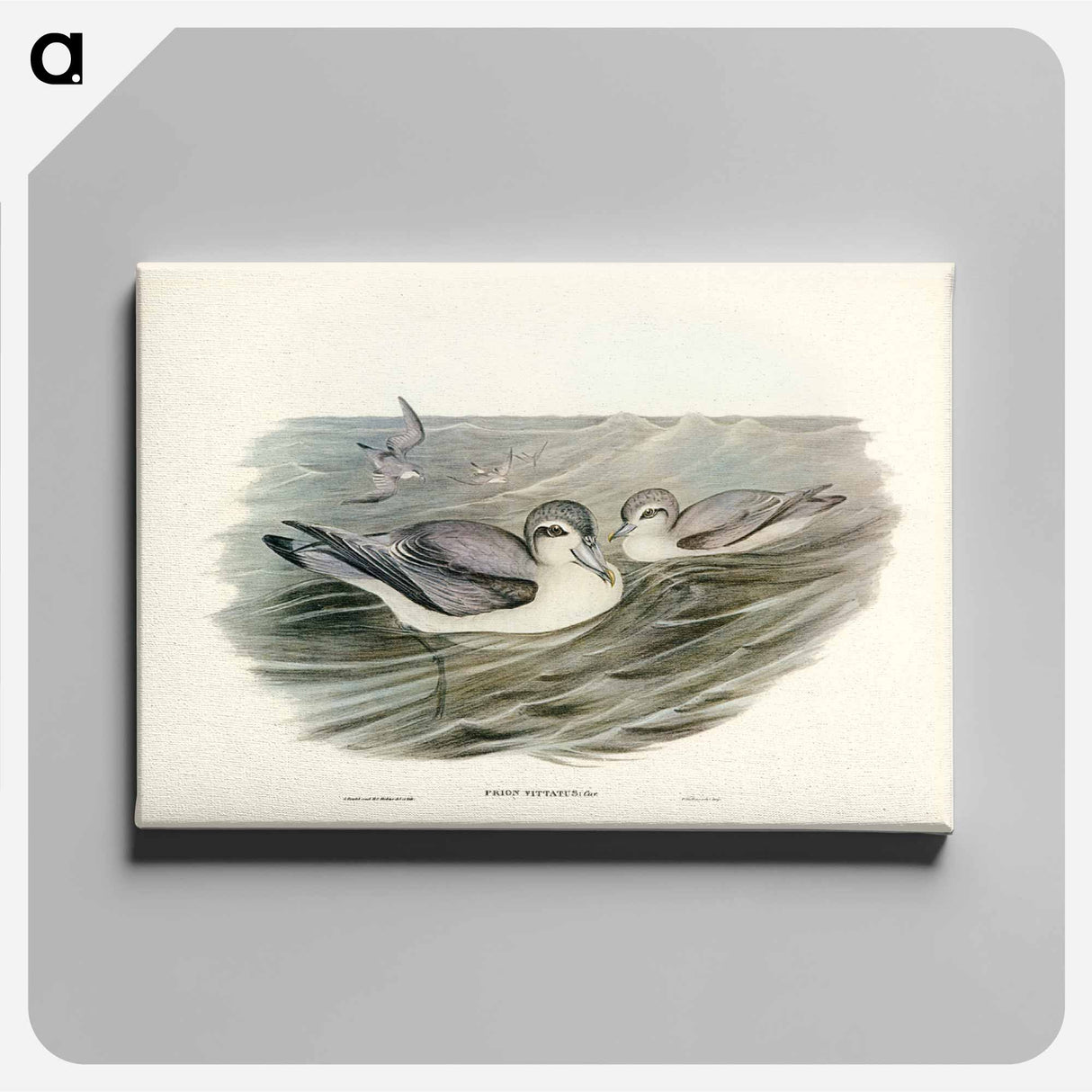 アートパネル-Broad-billed Prion
- ジョン グールド Canvas.