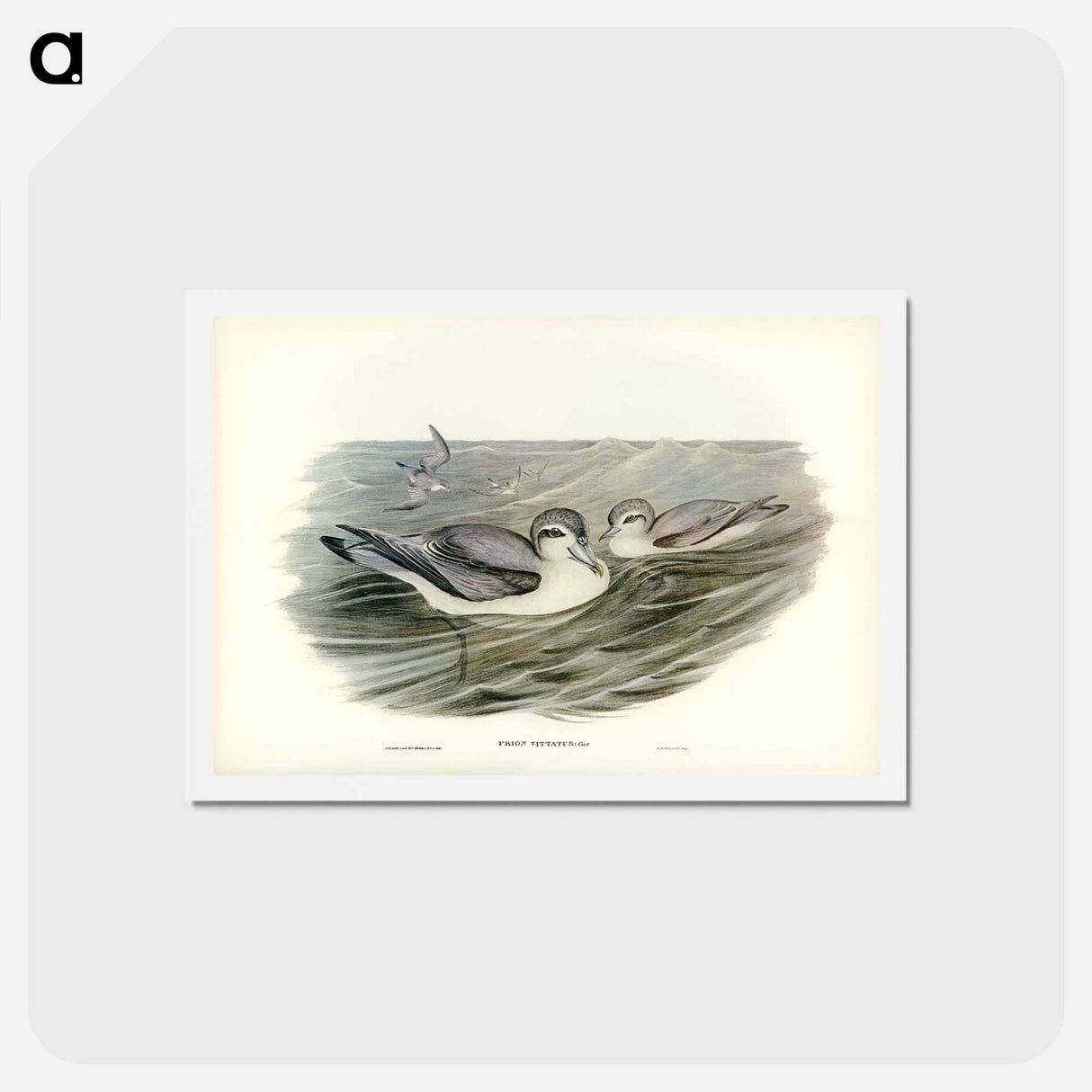 アートポストカード-Broad-billed Prion
- ジョン グールド Postcard.