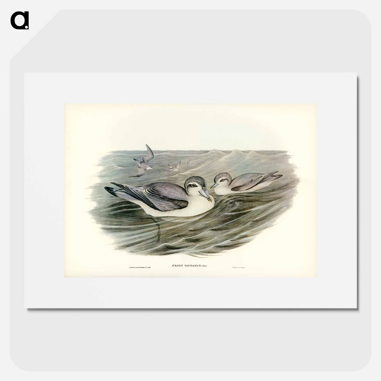 アートポスター-Broad-billed Prion
- ジョン グールド Poster.