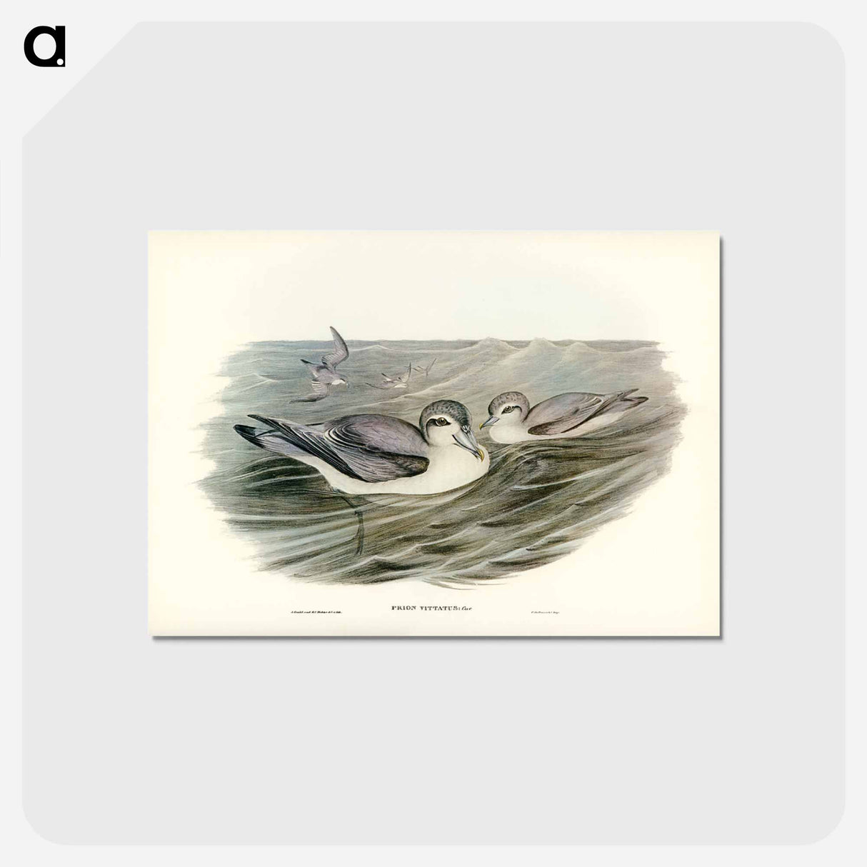 アートポストカード-Broad-billed Prion
- ジョン グールド Postcard.