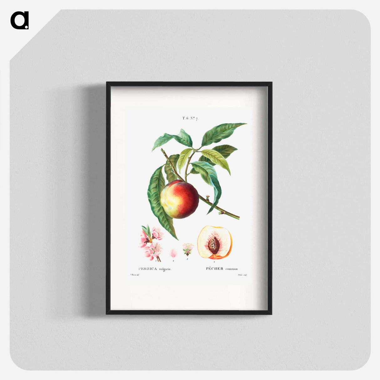 Peach (Persica vulgaris) - ピエール ジョゼフ ルドゥーテ Poster.