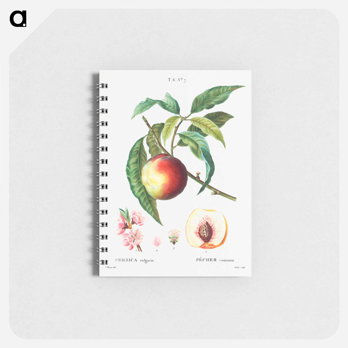 Peach (Persica vulgaris) - ピエール ジョゼフ ルドゥーテ Memo.