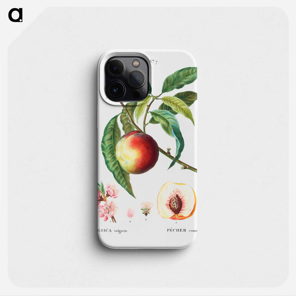 Peach (Persica vulgaris) - ピエール ジョゼフ ルドゥーテ Phone Case.