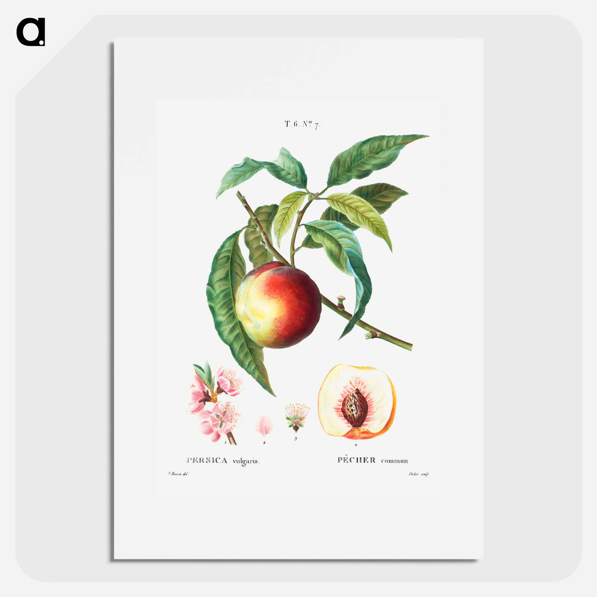 Peach (Persica vulgaris) - ピエール ジョゼフ ルドゥーテ Poster.