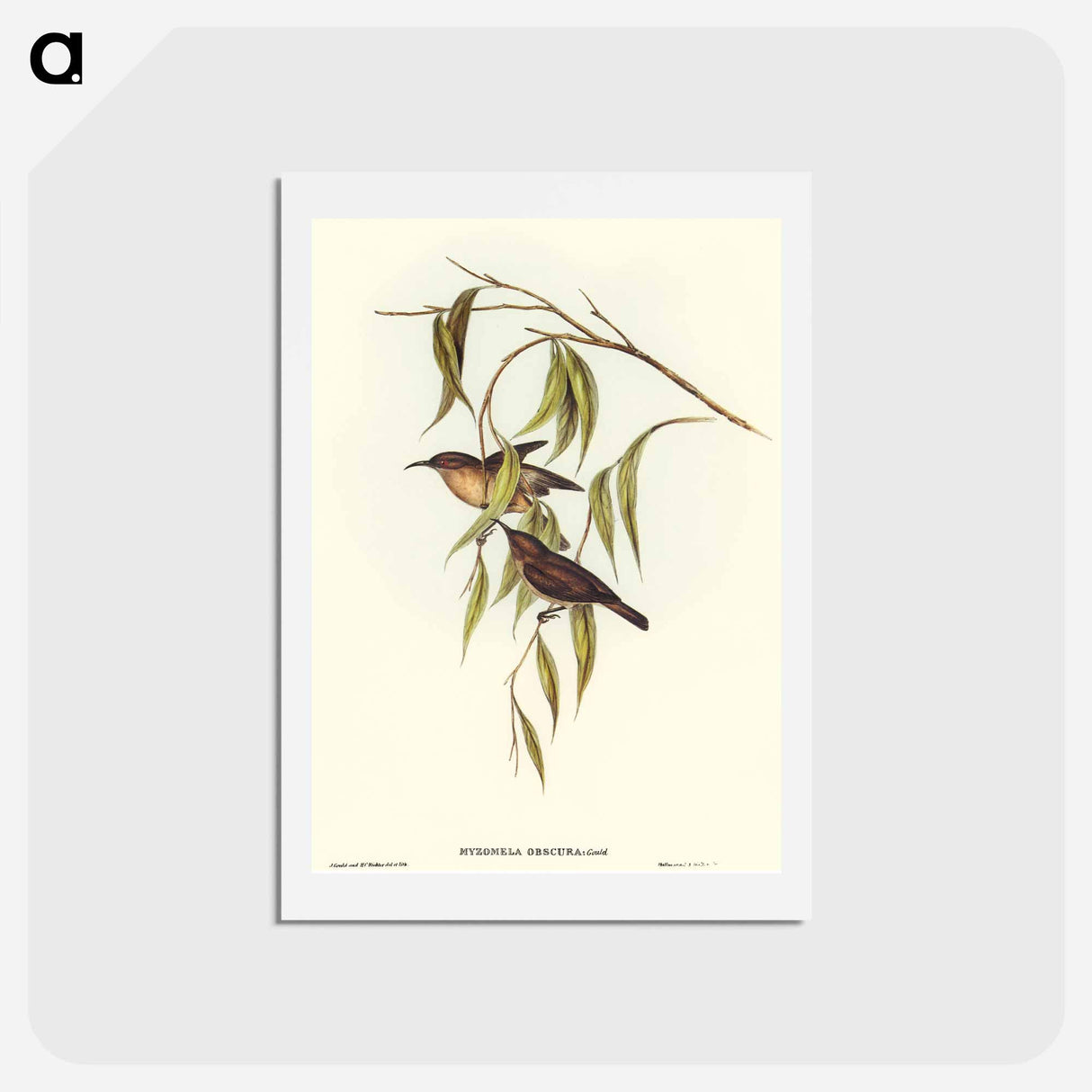 アートポストカード-Obscure Honey-eater
- オーストラリアの鳥 Postcard.